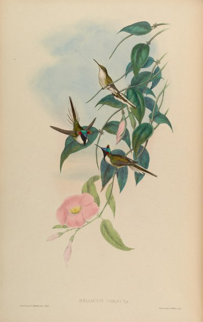 Heliactin cornuta = Heliactin bilophus - John Gould